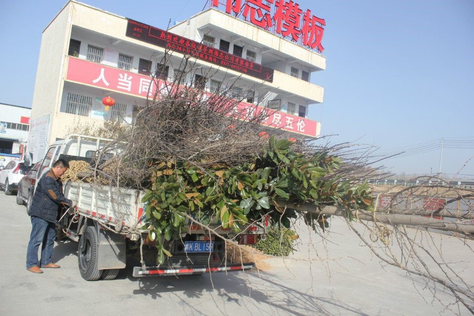 河南伟志钢模板厂家-------只待花开树盛