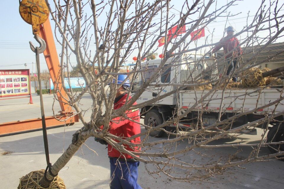 伟志钢模板厂家-----植树