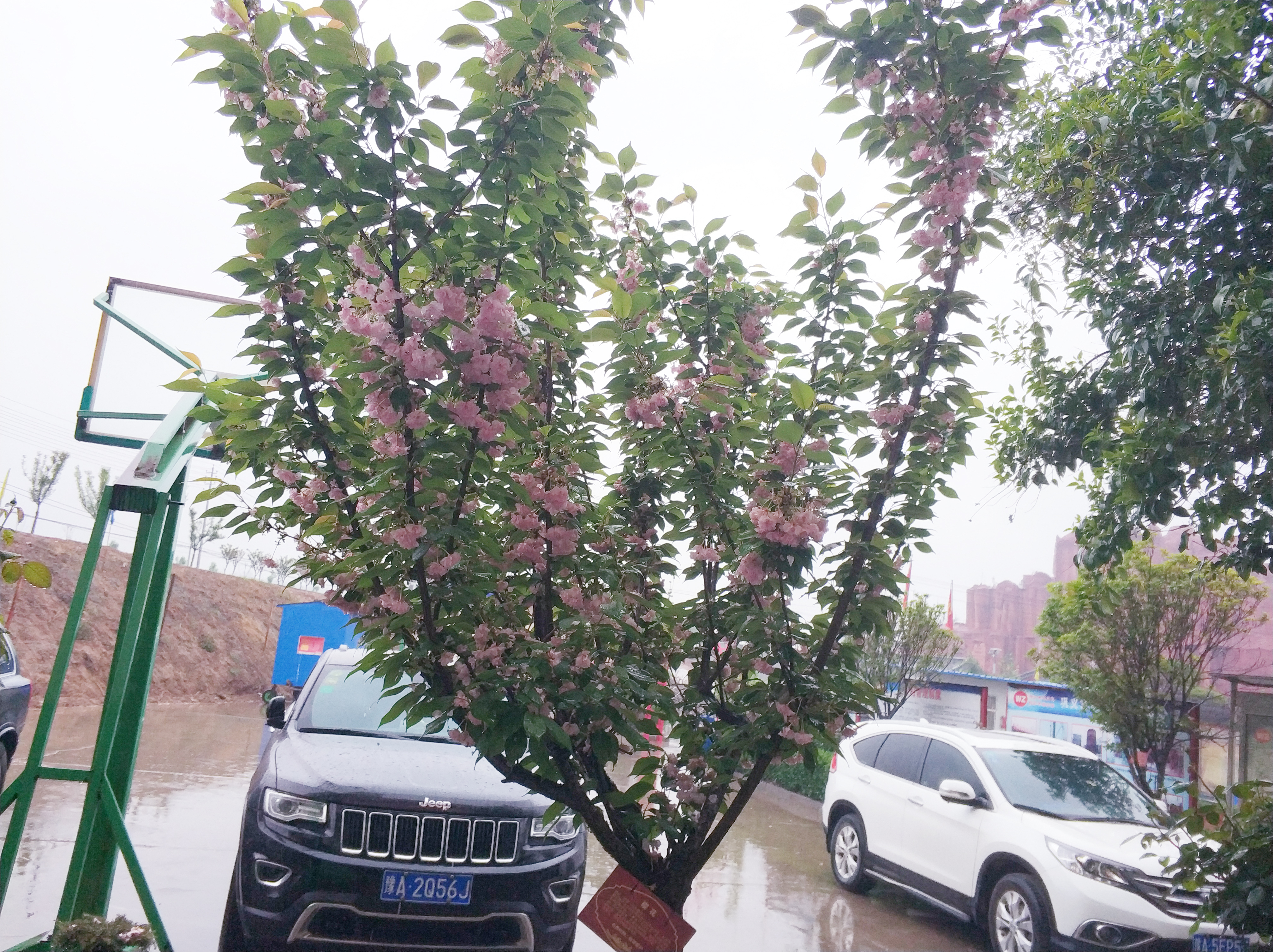 伟志模板樱花开了