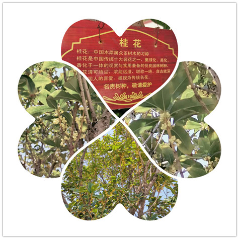 微信图片_20190922130705 微信图片_20190922130705